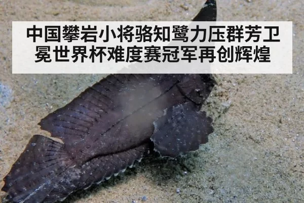 中国攀岩小将骆知鹭力压群芳卫冕世界杯难度赛冠军再创辉煌